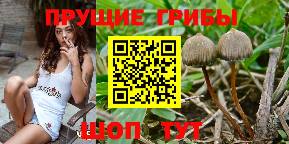 Рассказово  Псилоцибиновые грибы Psilocybe  Псилоцибиновые грибы Cubensis  Вход с VPN 
